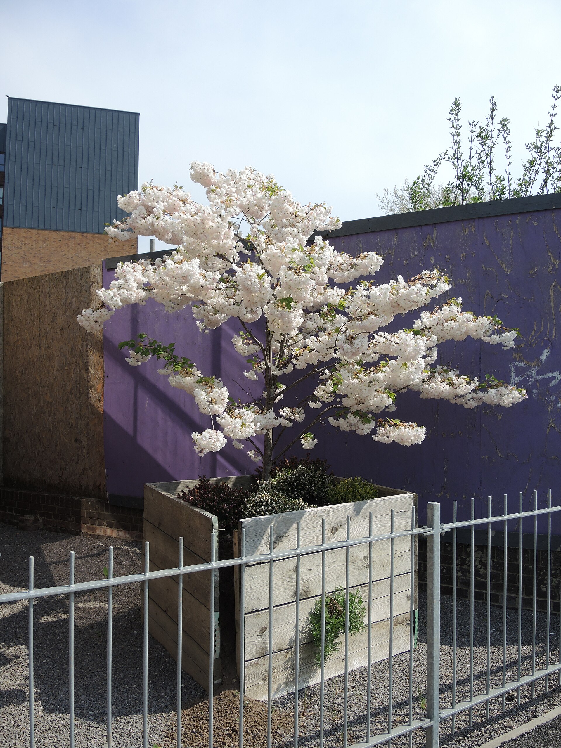 spring blossom city street