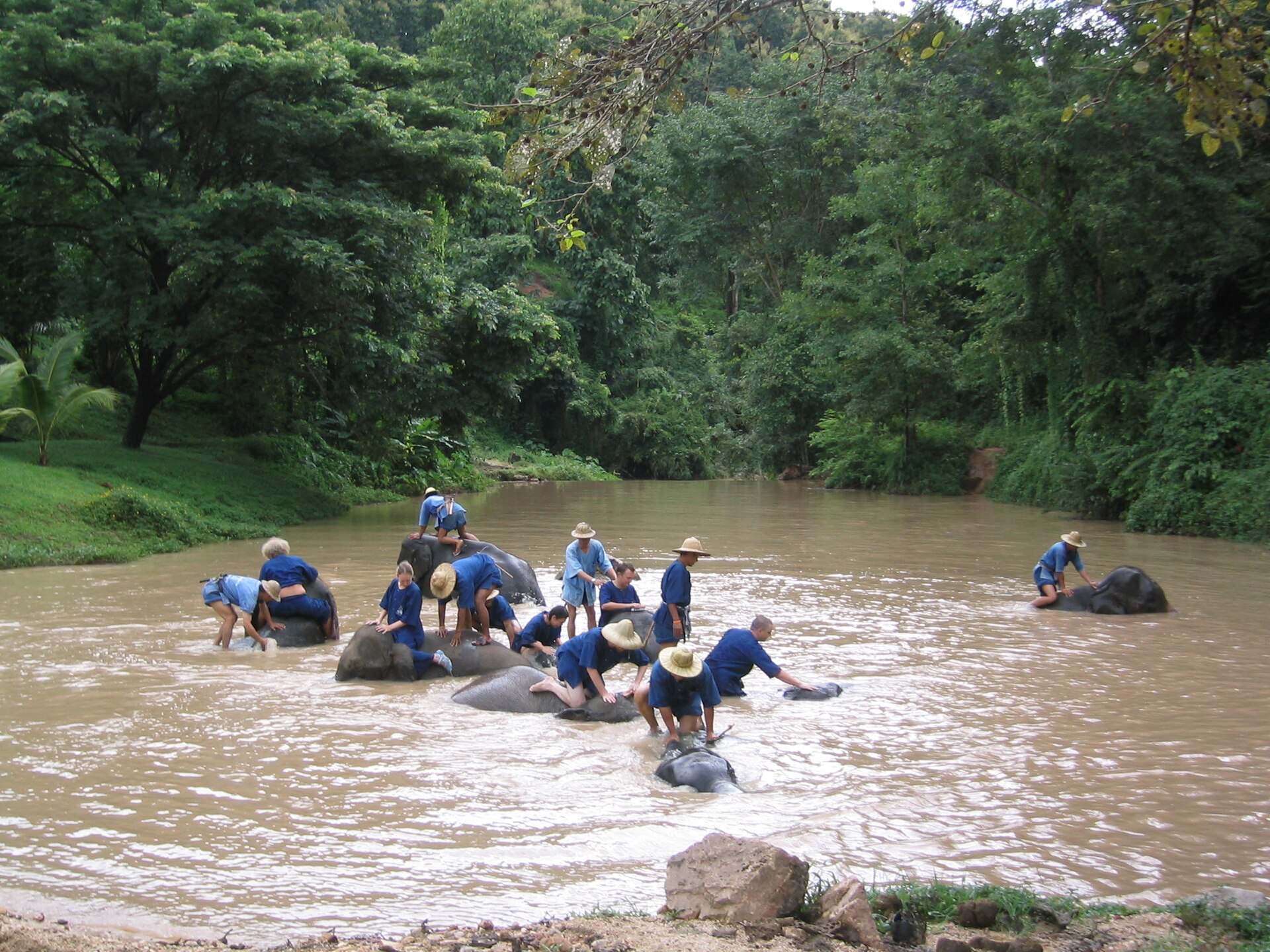 elephants bathing river Thailand