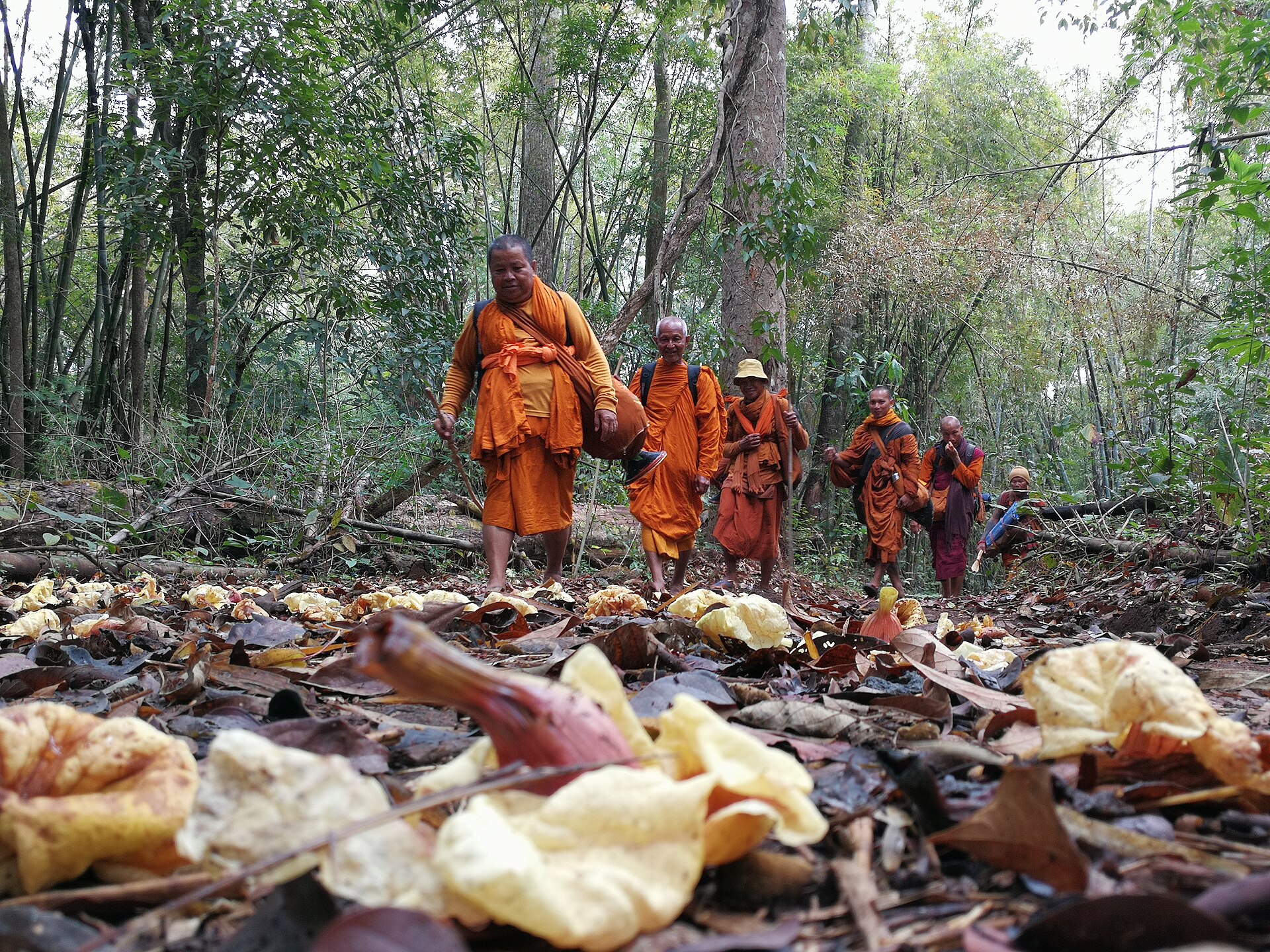 elephant sanctuary Thailand forest