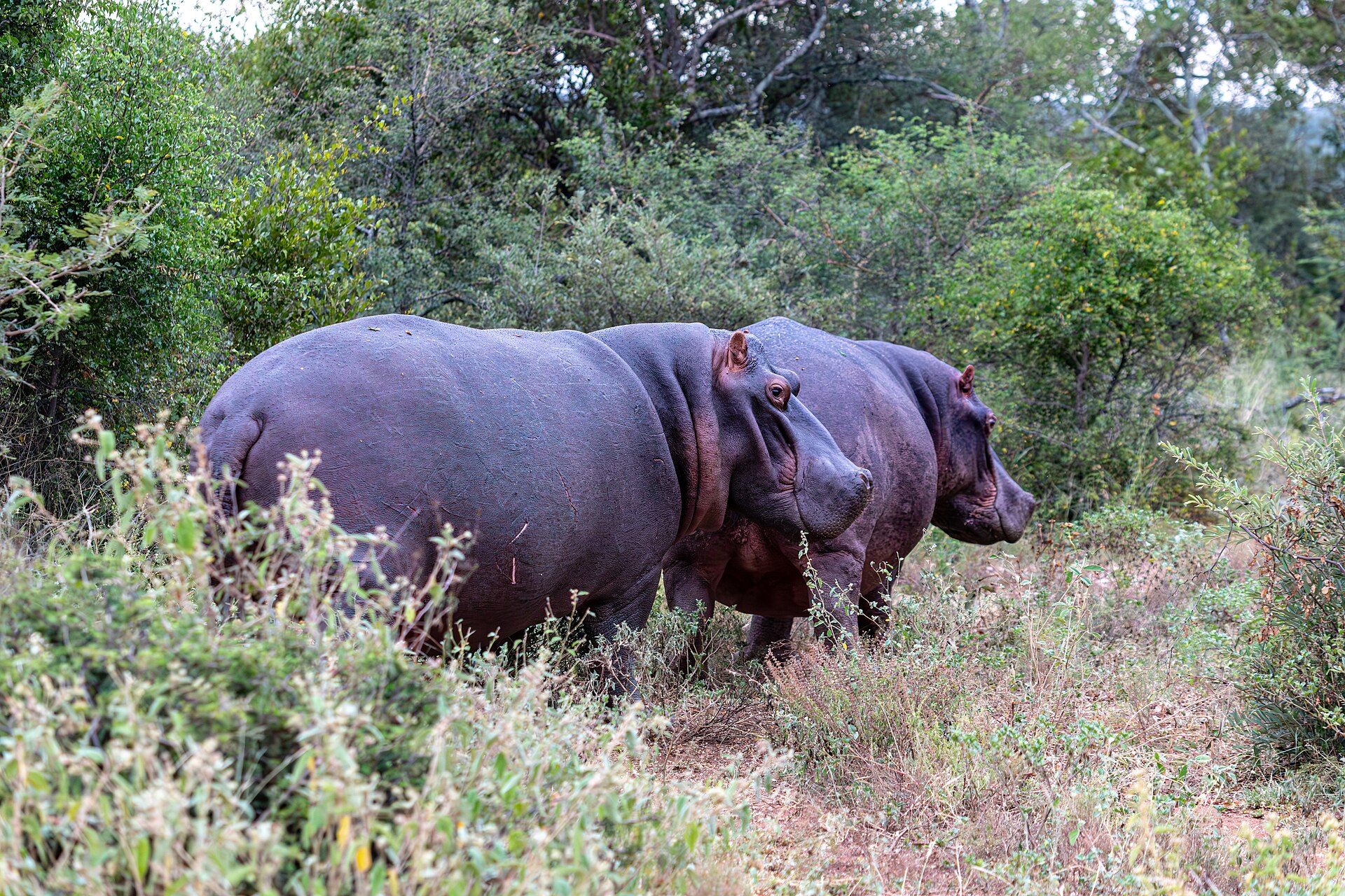 safari game drive vehicle wildlife
